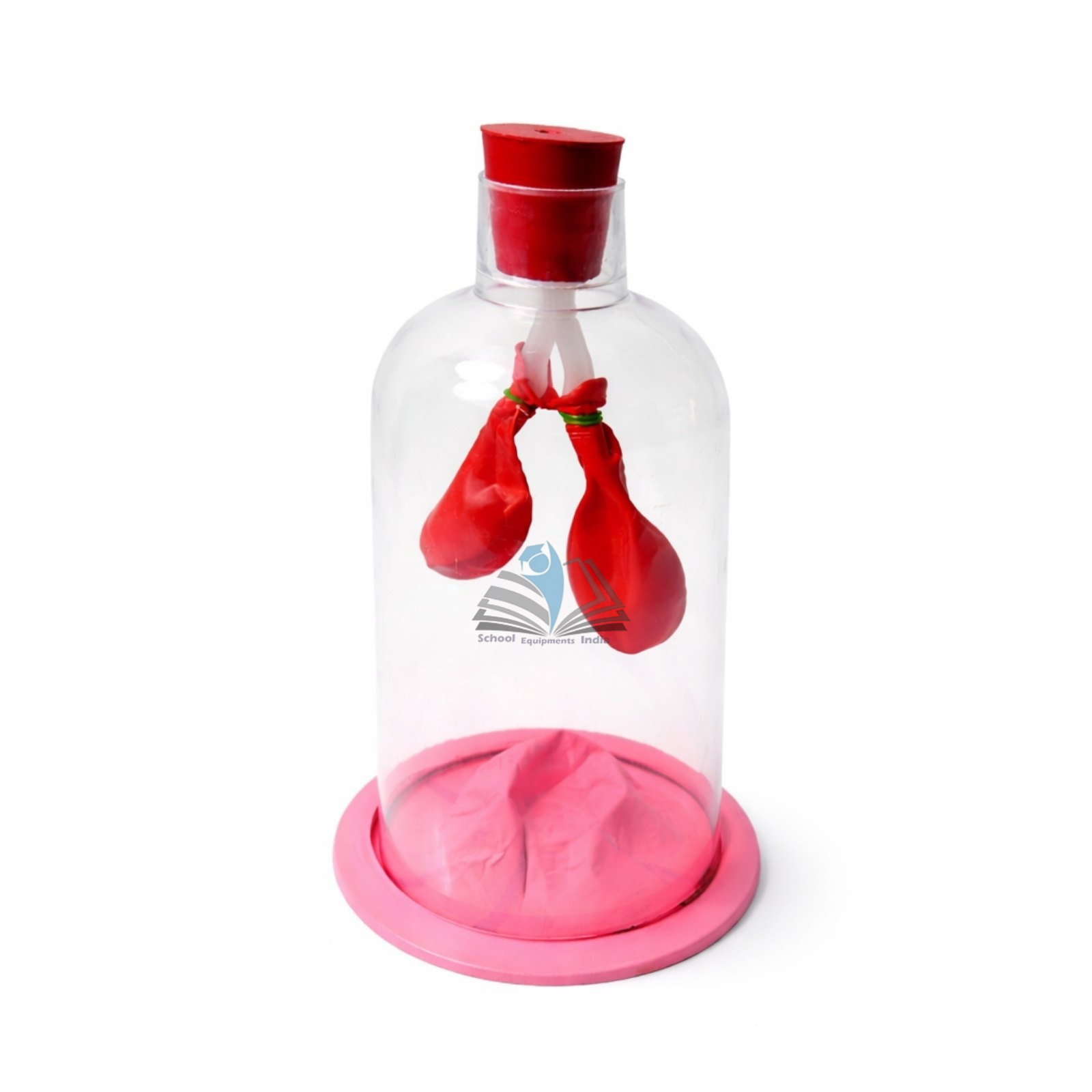 Human Lungs Model in Jar